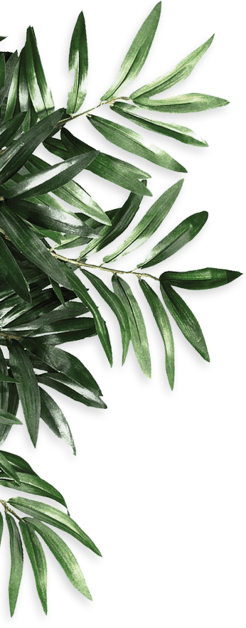 Decorative green foliage