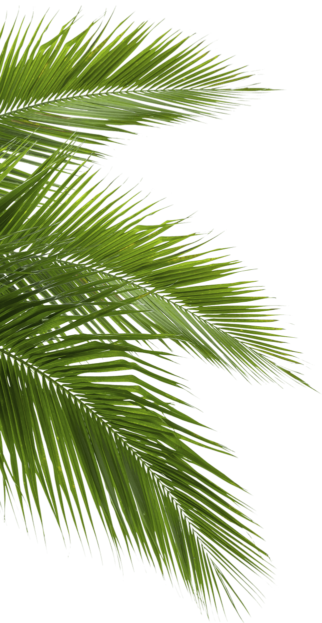 Decorative palm leaf